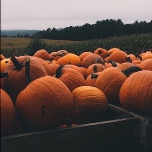 Meet your Posher, Shelby